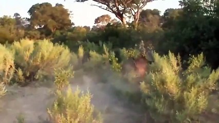 Miracle Magic Help Impala Get Rid Of Herd Wild Dog - Buffalo Rescues His Friend From A Male Lion