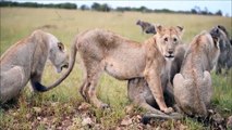 WATCH NOW! Hyena's terrible powers Bring Elephants down Hyena against Elephant, Lion, Buffalo