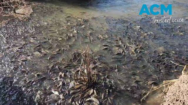 European carp breeds in floodwaters around swollen Murray Darling River system