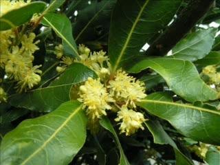 quelques fleurs du jardin