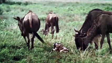 Top Wildebeest Can Defend Themselves From Cheetah, Lions, Wild Dogs, Leopard   Prey VS Predator