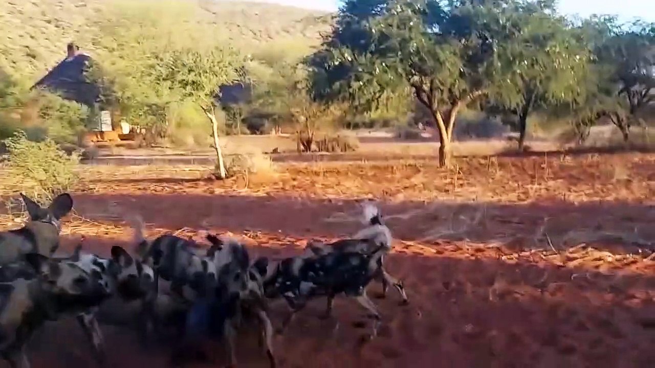 Unbelievable! Gorilla Rush To Rescue Warthog In The Siege Of Wild Dogs   Wild Dogs Warthog Baboon
