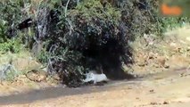 Terrible Combat Between Cheetah, Lion & Herd Of Wild Boar - Lions Vs Buffalos   Wild Animal Battles