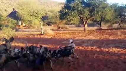 Unbelievable! Gorilla Rush To Rescue Warthog In The Siege Of Wild Dogs   Wild Dogs Warthog Baboon