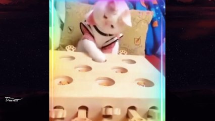 Funny Animals Compilation |  Funniest Animals Vines 2023
