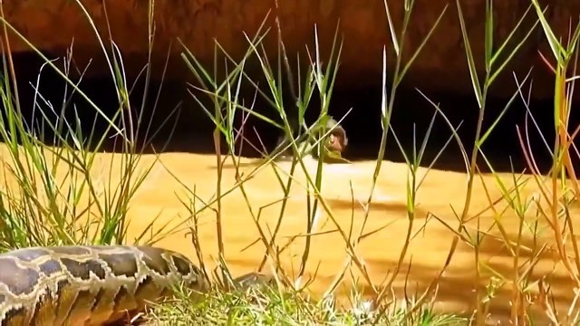 Cheetah helplessly as a joke to make fun Lion vs Crocodile, Harsh Life of Wild Animals