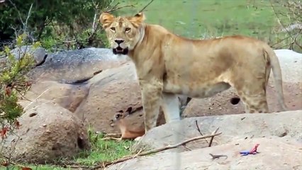 The Lion kick almost knocked out the clumsy Leopard -Lion is haunted by the onslaught of Wildebeests