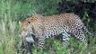 Leopard Attack And Eat Live Warthog  - Leopard vs Warthog , Lion, Wild dog, Buffalo, Crocodile