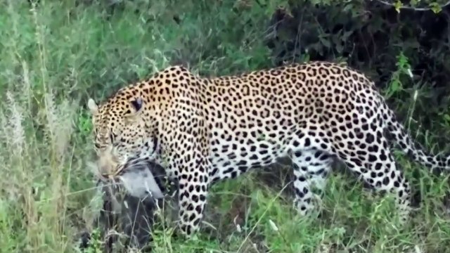 Leopard Attack And Eat Live Warthog - Leopard vs Warthog , Lion, Wild dog, Buffalo, Crocodile