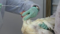 Vogelgrippe H7N9: Nächste Epidemie, bei der vor allem Männer sterben?
