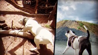 DOGO ARGENTINO  BULL DOG AMERICANO (COMPARACION, Cual es mejor o QUIEN GANA en PELEA ❓)  