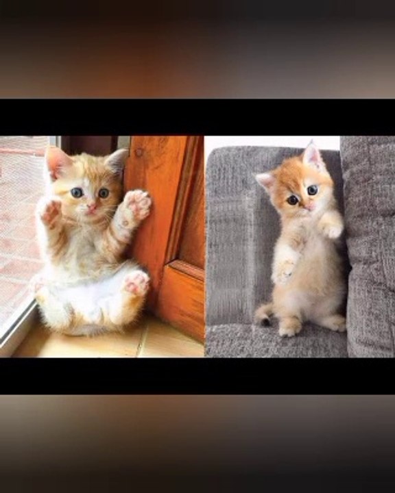 video,cute and funny cat