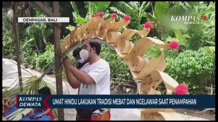 Lawar & Penjor, Tradisi Penampahan Galungan