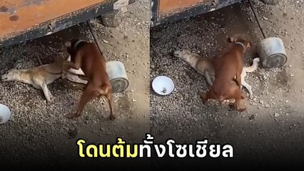 บีบหัวใจ ! หมาสิ้นใจต่อหน้า เพื่อนรักปลุกไงก็ไม่ตื่น แต่จบพีค ร้องอ้าวทั้งโซเชียล