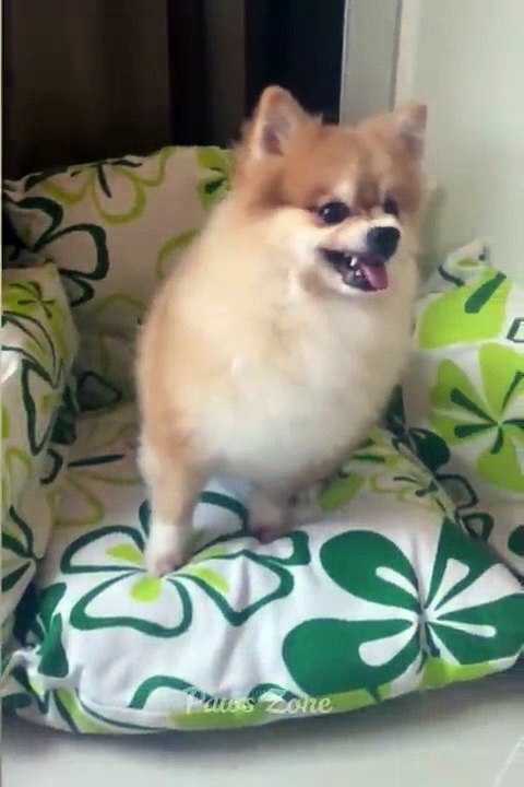 You laugh_ You lose -- Funniest Animals -- Part 1