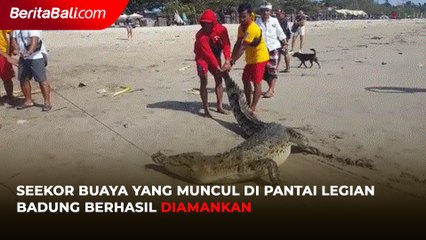 Seekor Buaya yang Muncul di Pantai Legian Badung Berhasil Diamankan