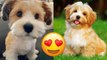 Havanese  Cute And Hilarious Videos And Tik Toks Compilation | HaHa Animals