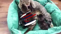 Yavru su samuruna annelik yapan kedinin görüntüleri yürekleri ısıttı