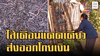 อาชีพแปลก แปรรูปไส้เดือนแดดเดียวส่งออกนอก | ข่าวเที่ยงอมรินทร์ | 6 ม.ค.66