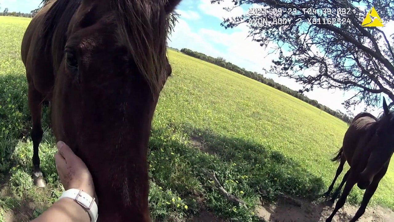 RSPCA WA - Prosecution - Horses