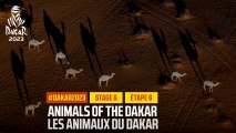 Animals of the Dakar / Les animaux du Dakar - Étape 6 / Stage 6 - #Dakar2023
