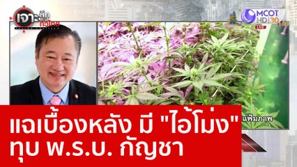 แฉเบื้องหลัง มี "ไอ้โม่ง" ทุบ พ.ร.บ. กัญชา : เจาะลึกทั่วไทย (6 ม.ค. 66)