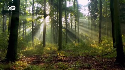 ¿Qué significa climáticamente neutral? | DW Documental