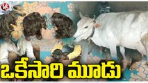 Cow Gave Birth To Three Calves In One Birth _ Chittoor _ V6 News