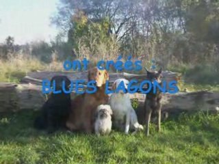 Blue Lagons Chiens