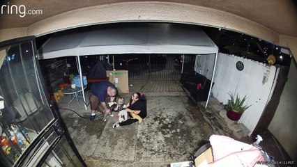 Sudden Fall Leads to Doggy Pile Up