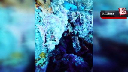 Özge Borak'ın Maldivler anıları