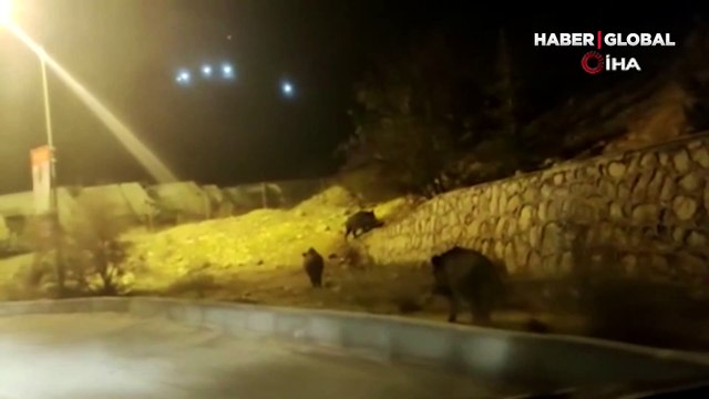 Gece saatlerinde cep telefonu kamerasıyla görüntülendi! Ormanlık alana giderek gözden kayboldular