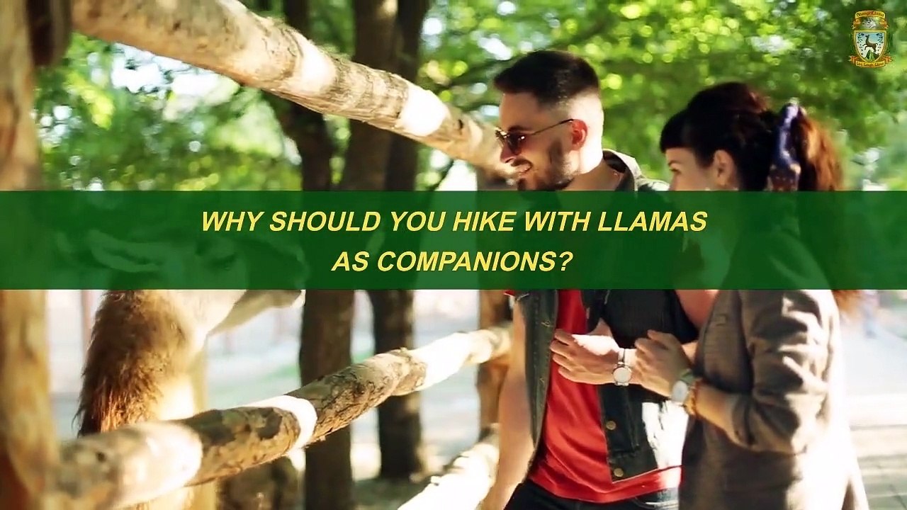 Why Should You Hike With Llamas as Companions