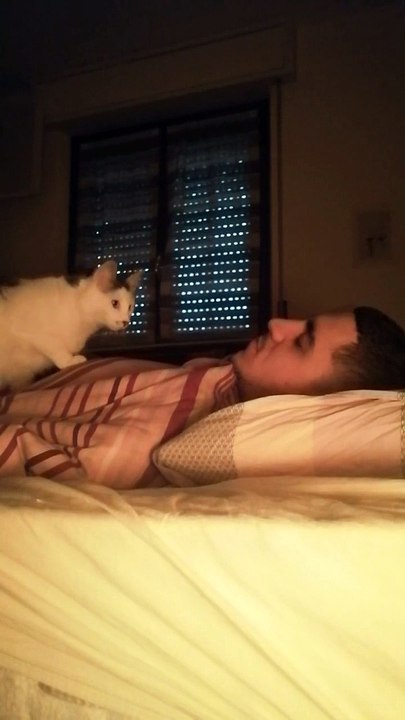 Cute Cat Wakes Up Owner