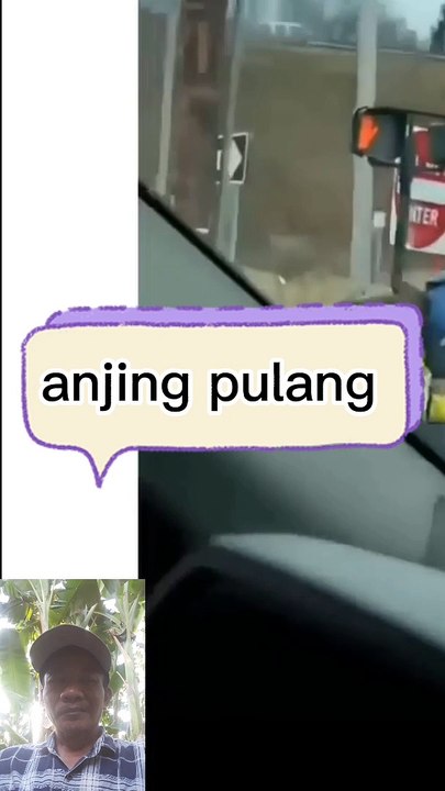 Anjing mudik pulang kampung