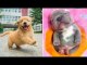 Baby Dogs  Cute and Funny Dog Videos Compilation | 30 Minutes of Funny Puppy Videos 2023 | HaHa Animals