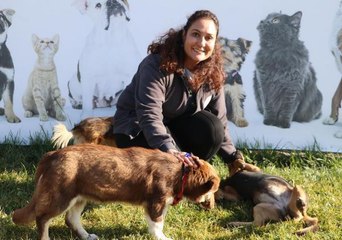 DENİZLİ'DE GEÇEN YIL TERK EDİLEN HAYVAN SAYISI 26 BİNİ AŞTI