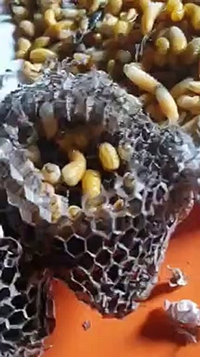 Une collection impressionnante de nids de guêpes aussi gros que des roches piquées