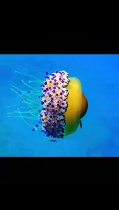 Fried egg jellyfish. | an egg or a fish