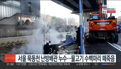 서울 묵동천 난방배관 누수…물고기 수백마리 떼죽음