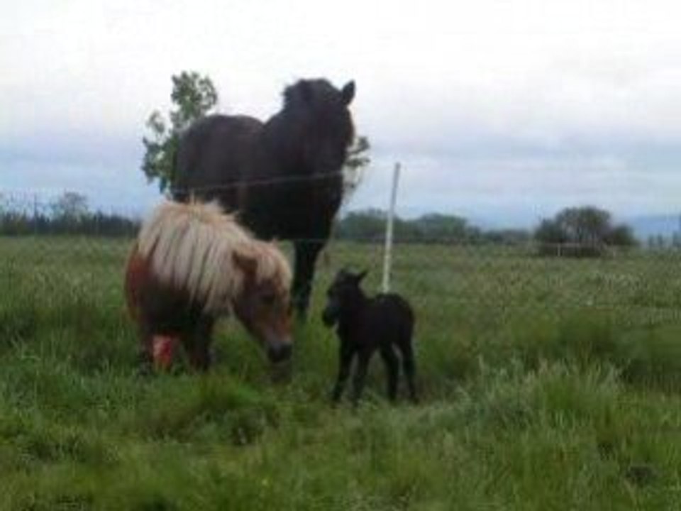Naissance de leonne devant le regard du percheron ...