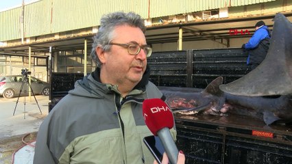 İzmir'de yakalanan köpek balığı eğitim amaçlı mumyalanıp, sergilenecek