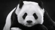 Ce que vous ignorez peut-être sur le panda