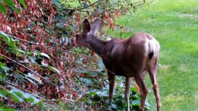 Interesting facts about farm animals!