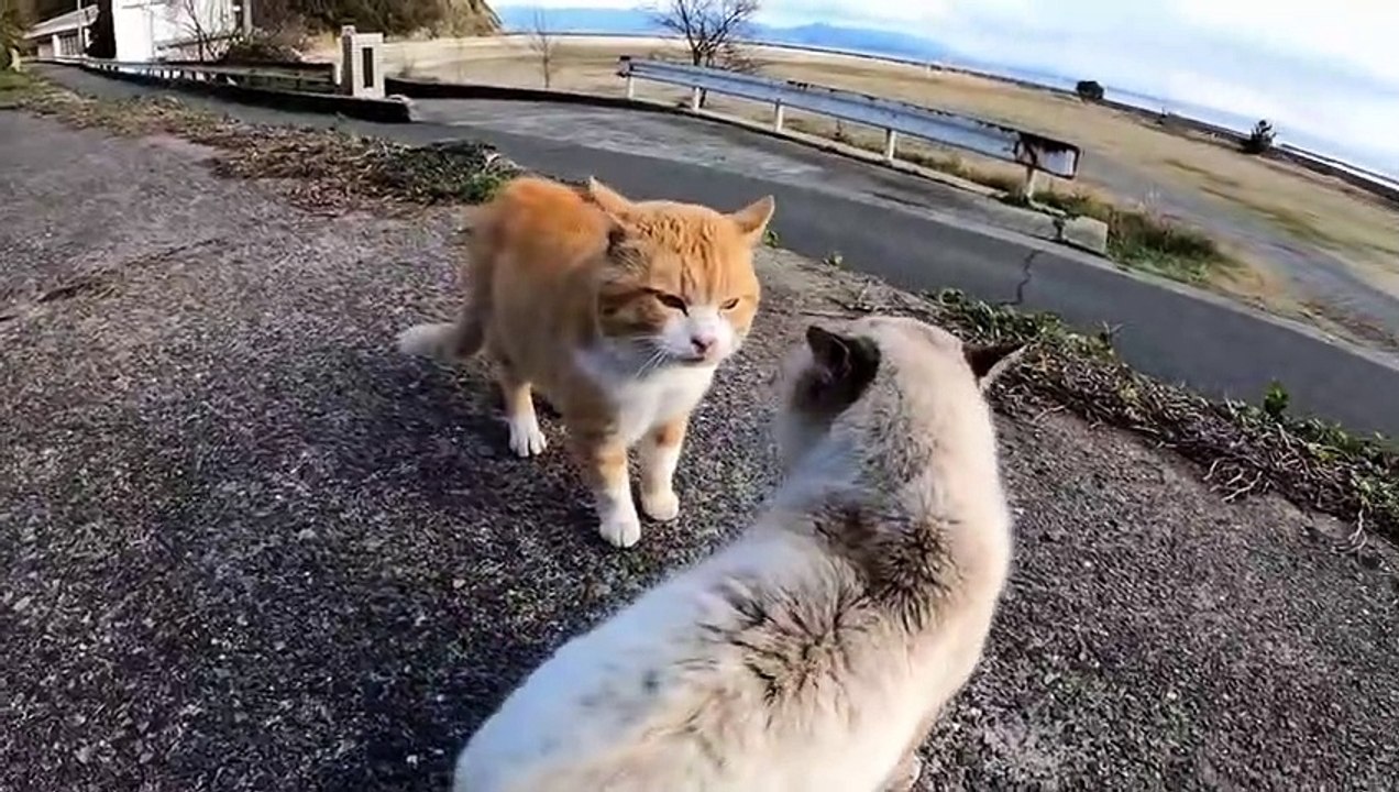 ANGRY CAT
