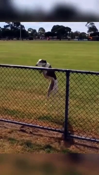 FUNNY ANIMAL