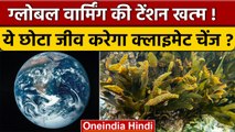 Global Warming का टेंशन खत्म, Brown Algae करेगा Climate Change ! | वनइंडिया हिंदी *International