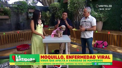 Mascotas: Todo lo que tiene que saber sobre el virus del ‘moquillo’