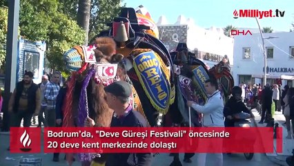 Develer Bodrum sokaklarına çıktı, turistler fotoğraf çektirdi