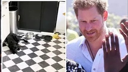 À l'intérieur de la cuisine 'Nott Cott' où Harry prétend 'très chaud', William l'a fait tomber au so